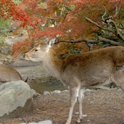 Srna, Japonsko