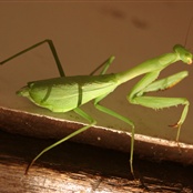 Kudlanka
