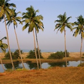 Indie, Goa