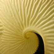 Spirála